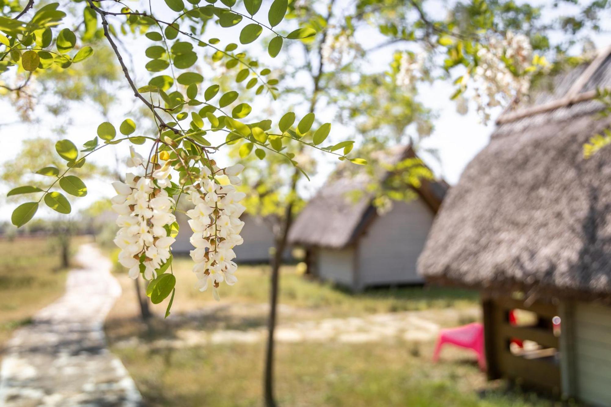 Dolphin Camping Sfantu Gheorghe  Exterior photo